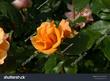 Rose Morgenröte weiß 1