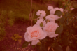 Rose Rosmarie 89 rot 1